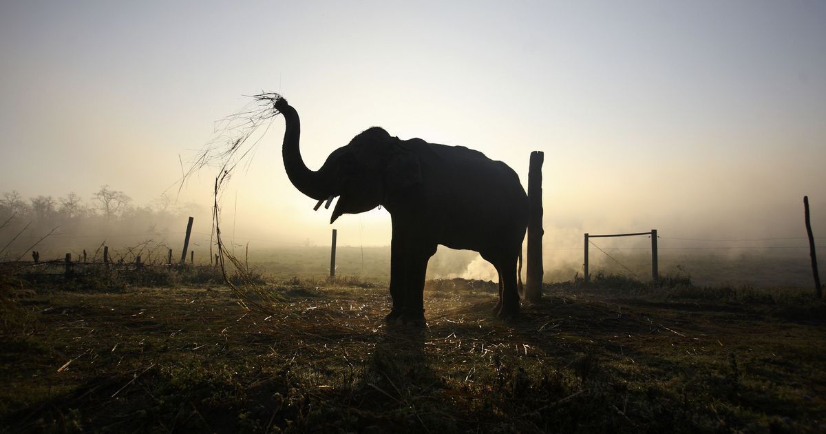 Jharkhand forest officials gun down elephant that allegedly killed 15 people