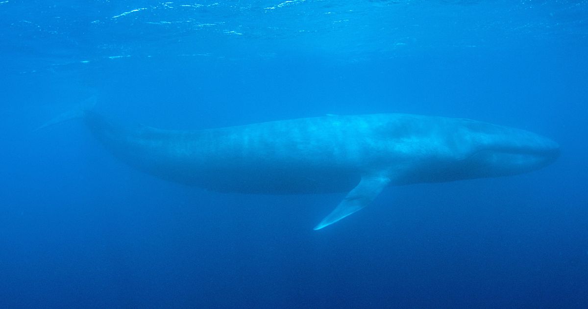 Mumbai: Two men arrested for possession of ‘whale vomit’ worth Rs 1.7 crore, say police