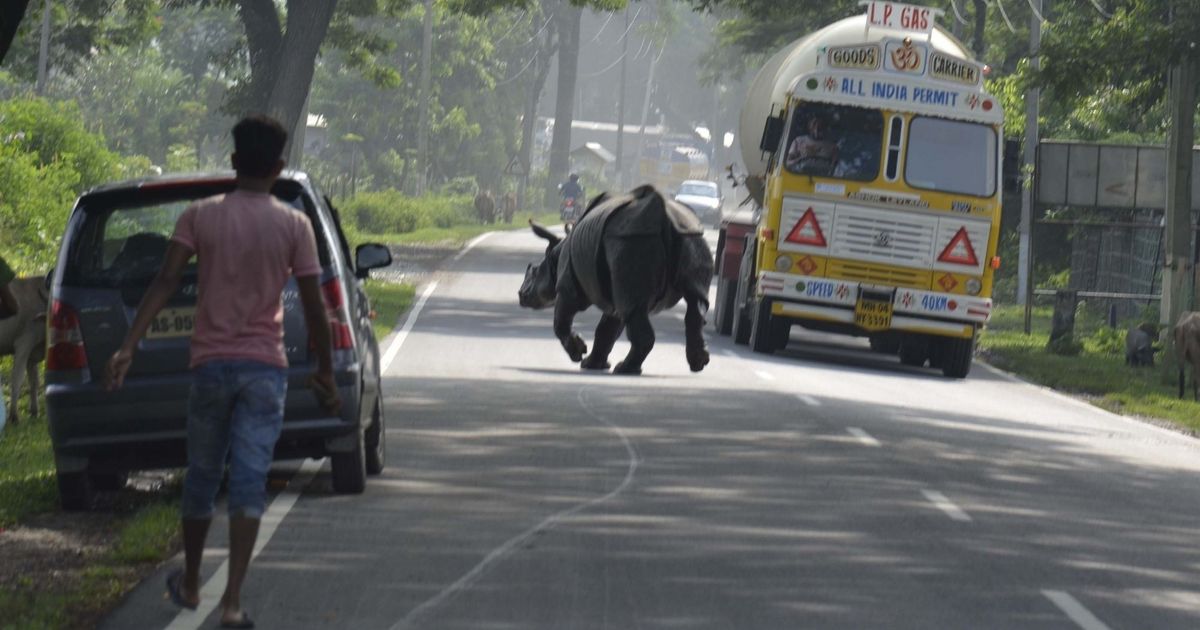 Over 140 animals found dead at Kaziranga National Park in flood-ravaged Assam