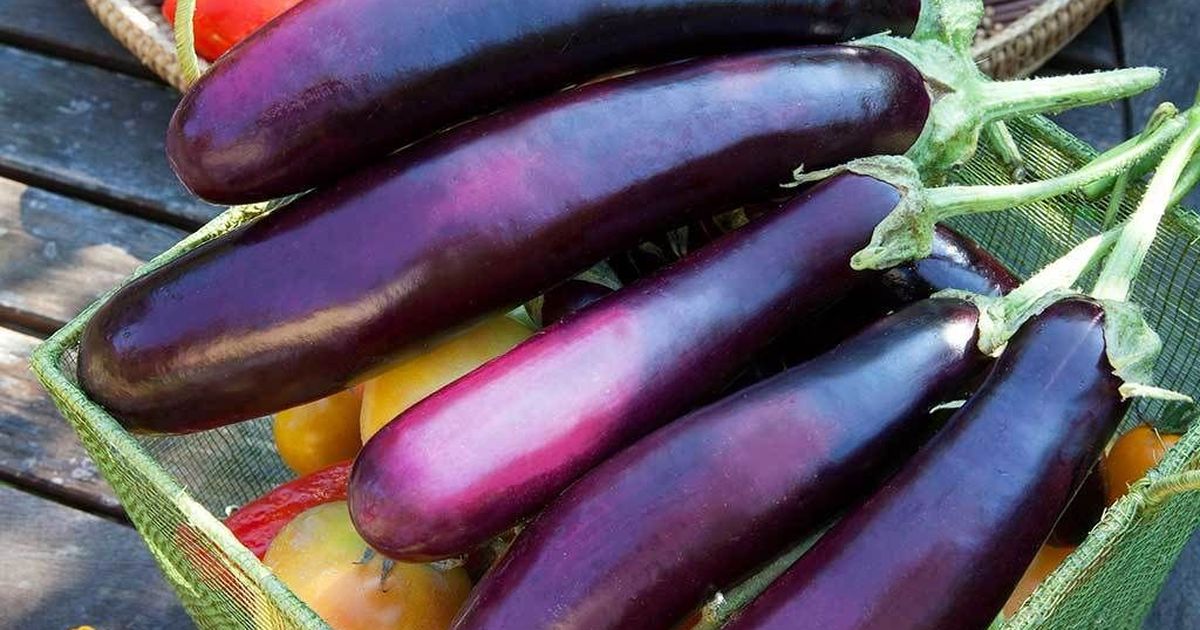 क्या बैंगन सचमुच बे-गुण होता है?