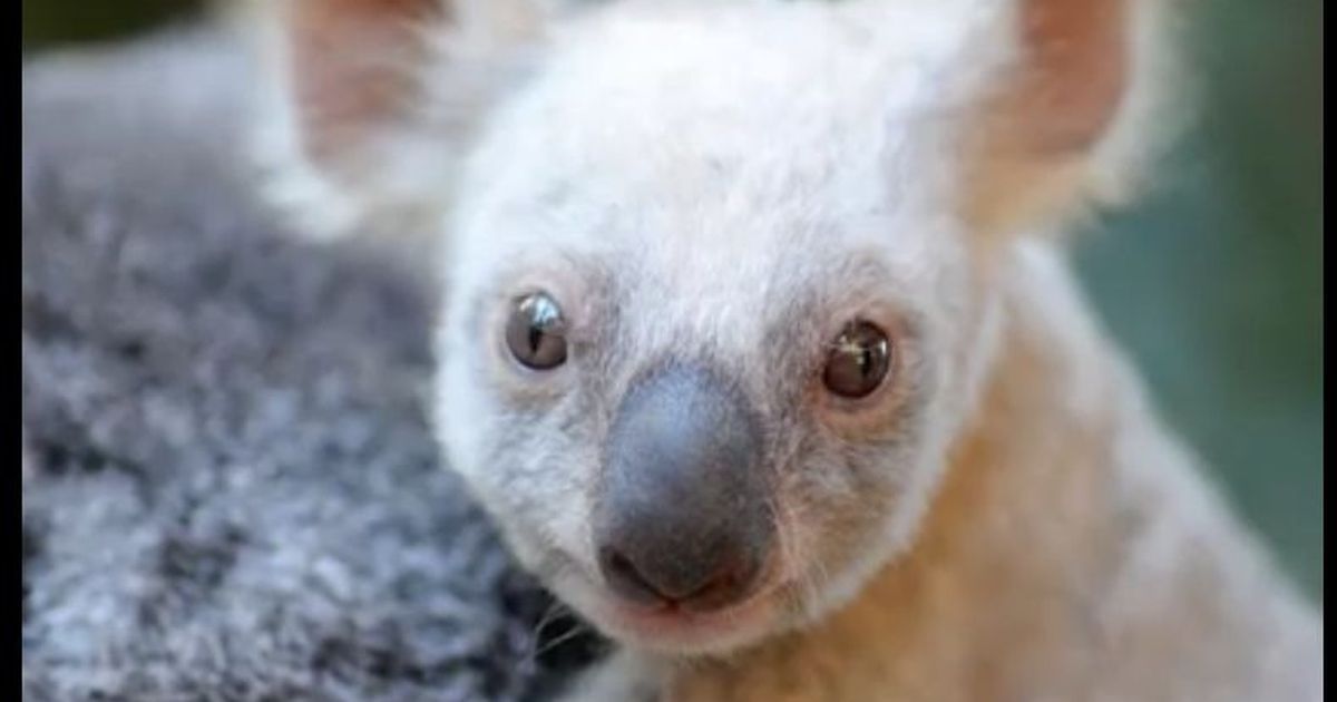 A rare white koala was born at Queensland’s Australia Zoo