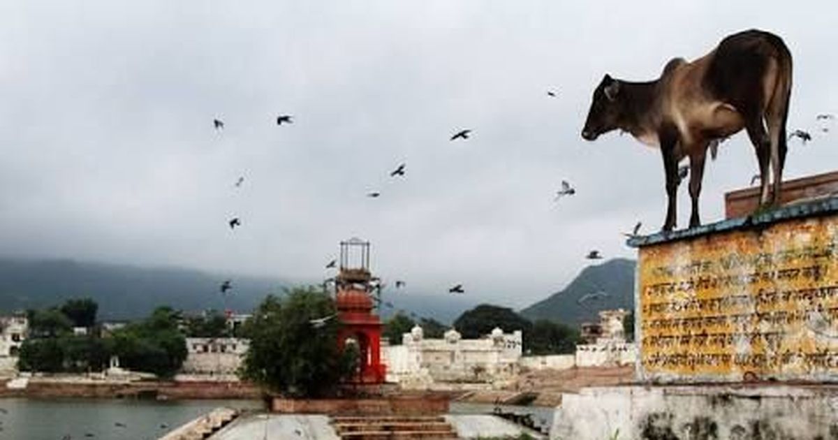 गोसेवक ढूंढे नहीं मिल रहे और कथित गोरक्षकों की बाढ़ आ गई है