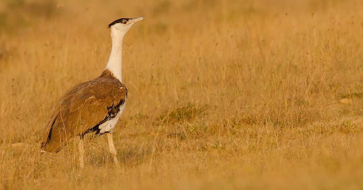 Centre undertakes project worth Rs 33 crore to save the Great Indian Bustard