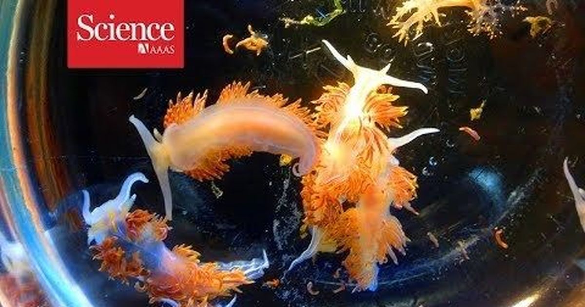Tsunami Debris Continues To Bring New Marine Species To The Pacific Northwest