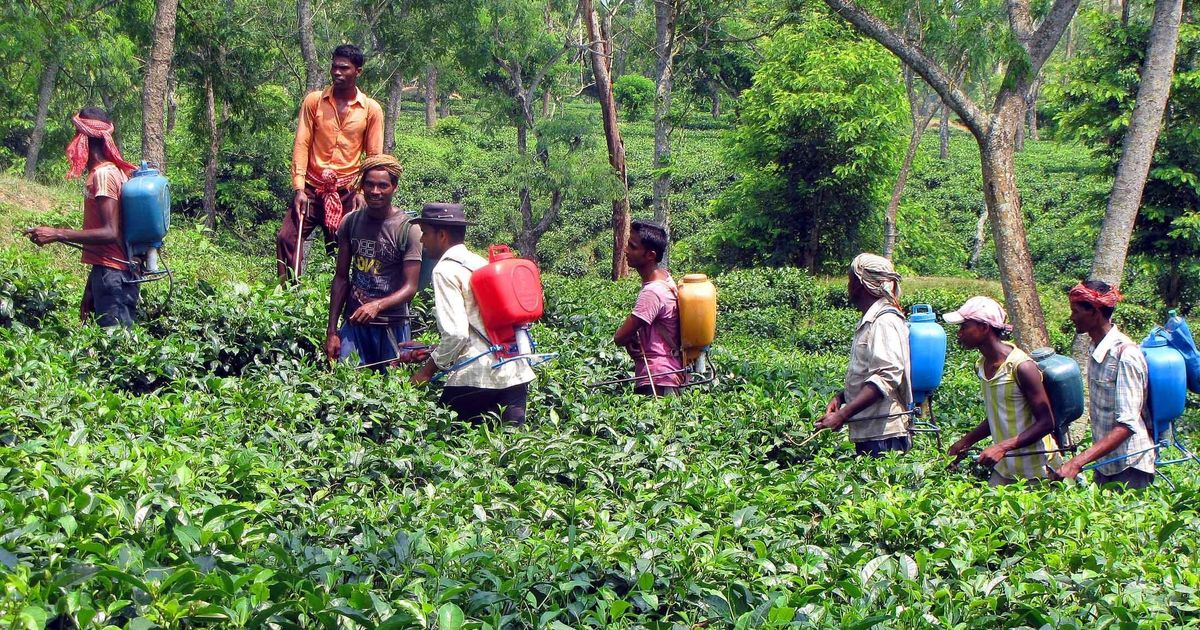 Farmers must use pesticides carefully to prevent poisoning, government panel head tells Firstpost
