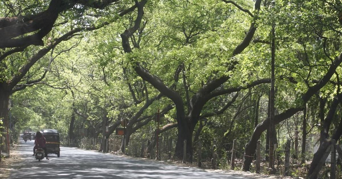 Bombay High Court agrees to examine whether city’s Aarey Colony can be saved from metro shed project