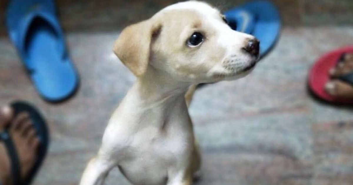 ‘It’s just a dog, I didn’t kill a human’: Student booked for throwing a puppy off terrace in Vellore