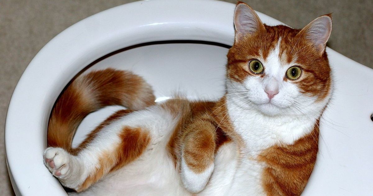 Are cats liquid? Answering this question won me an Ig Nobel