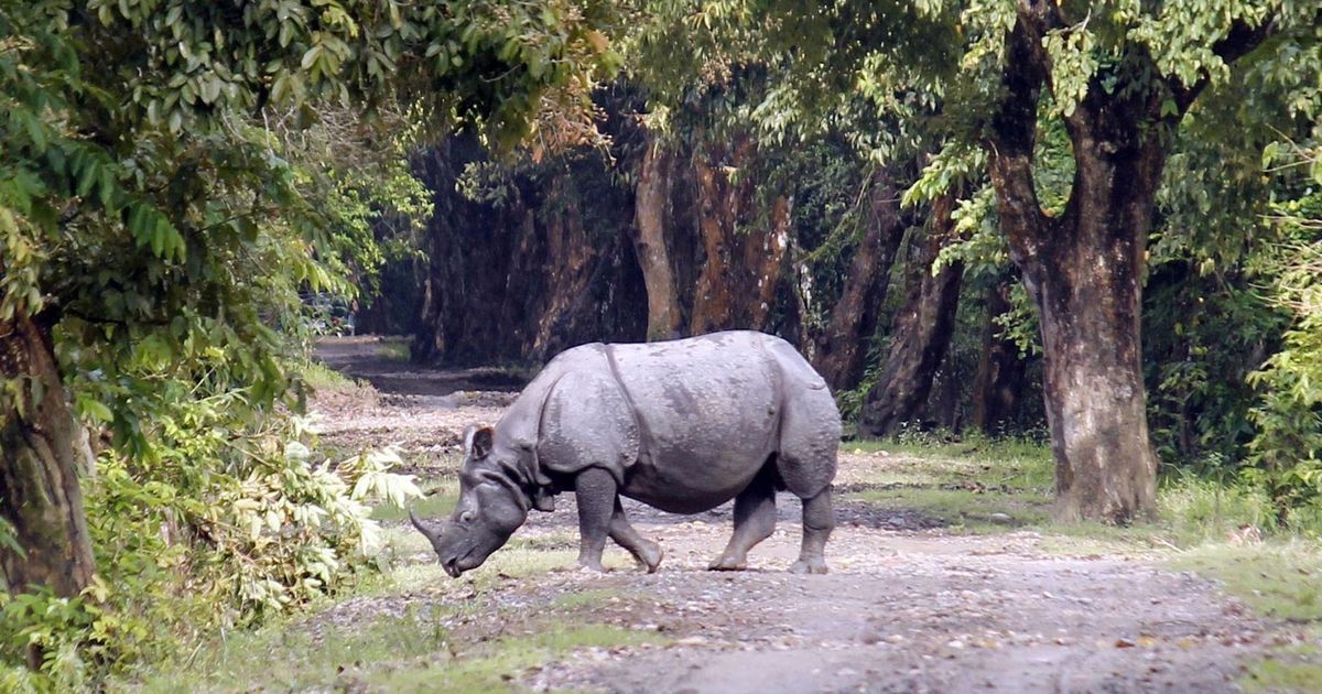 Poachers kill rhinoceros in Assam’s Kaziranga National Park, flee with horn