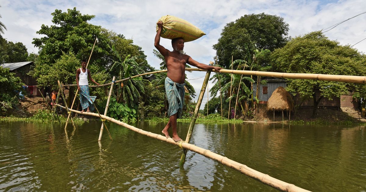 Bamboo in non-forest areas not classified as tree anymore after government amends Forest Act