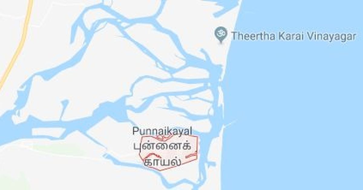 45 dolphins washed ashore in Tamil Nadu village; fishermen, forest officials help them return to sea
