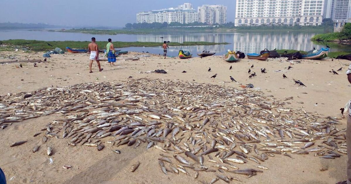 âThis water has poisonâ: In Chennai, thousands of dead fish wash up on shore of Adyar estuary