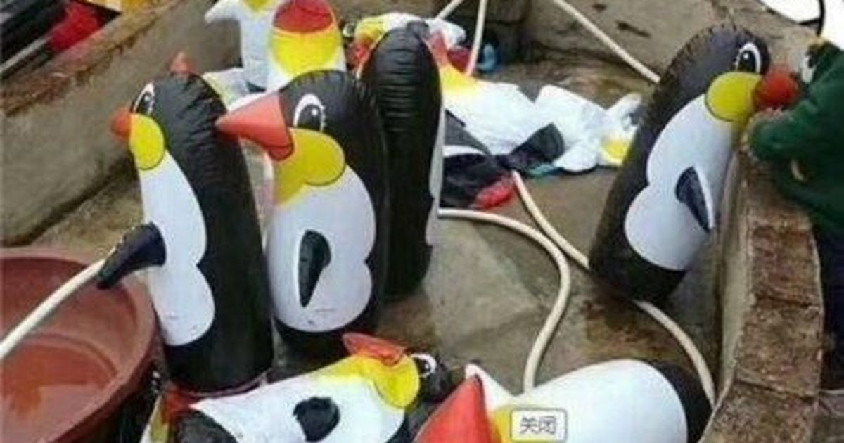 China: Penguins advertised by new zoo turn out to be inflated toys