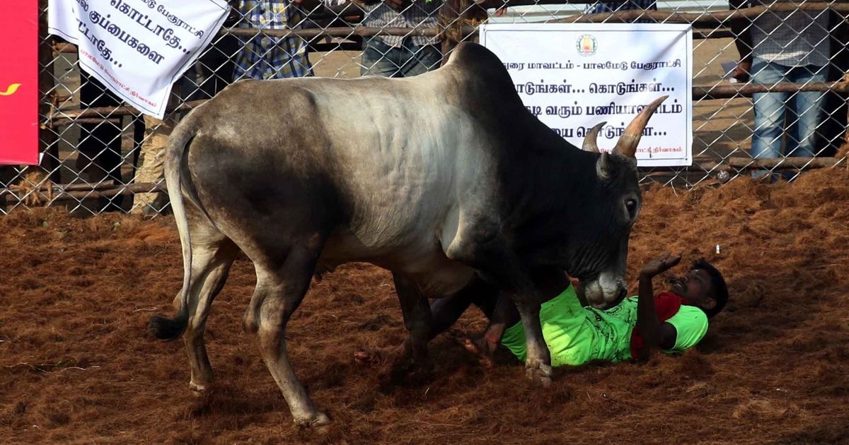 Jallikattu: Ensure only native bulls are allowed, Madras HC tells Tamil Nadu