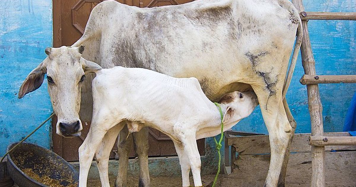 Gujarat starts cow tourism project to popularise the animal