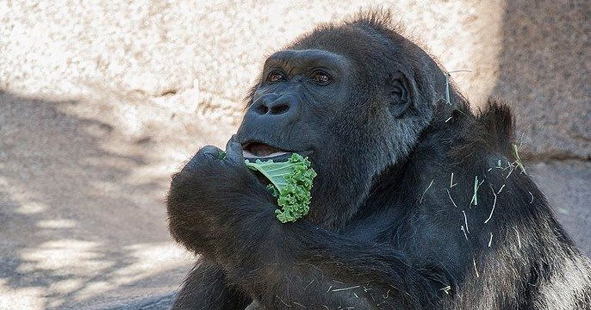 One in every of world's oldest gorillas dies at San Diego Zoo