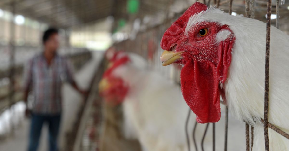 West Bengal: Arambagh Hatcheries closes down farm in Birbhum citing decline in rural consumption