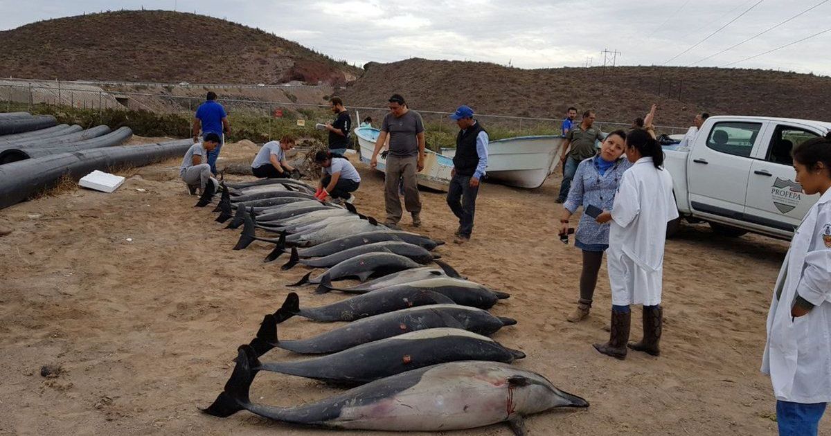 Mexico: 21 dolphins die after washing up on a shore, authorities say another species attacked them