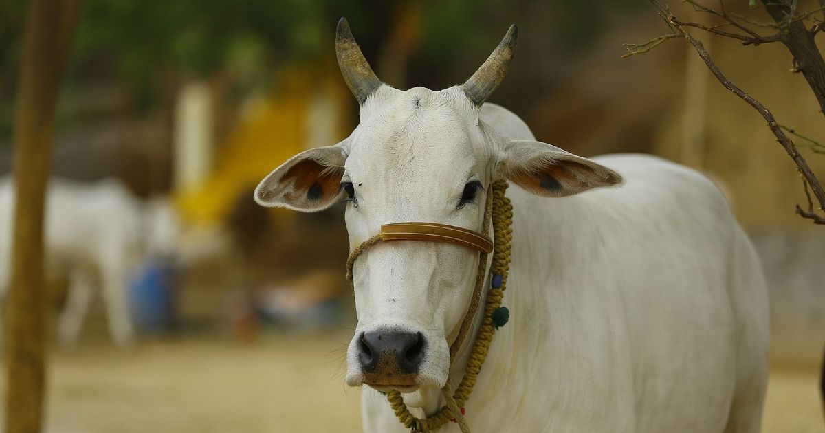 Kota: Five arrested for allegedly beating up two men transporting cows to Madhya Pradesh