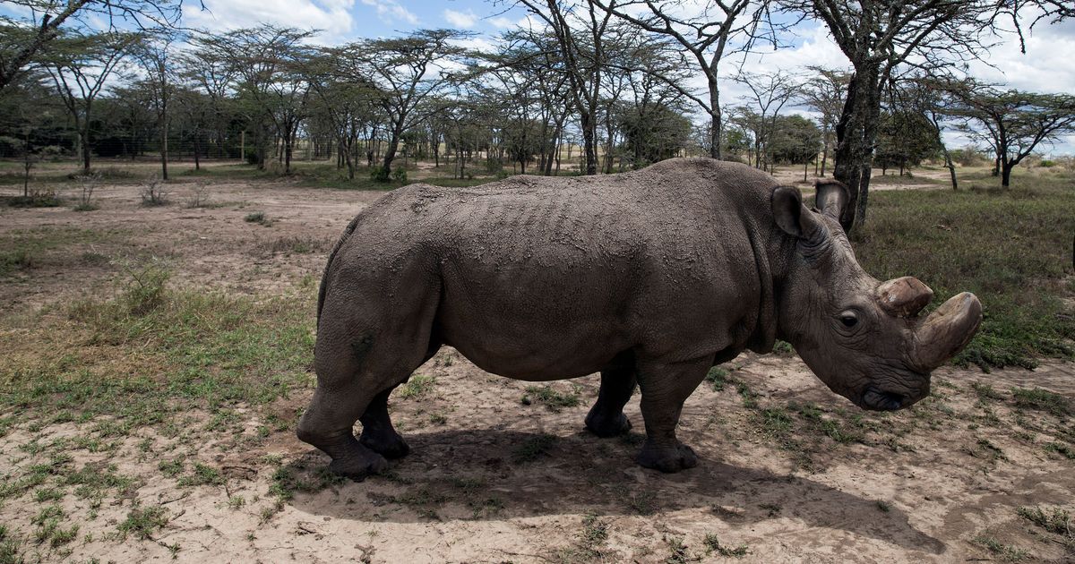 World’s last male northern white rhino dies in Kenya of age-related complications