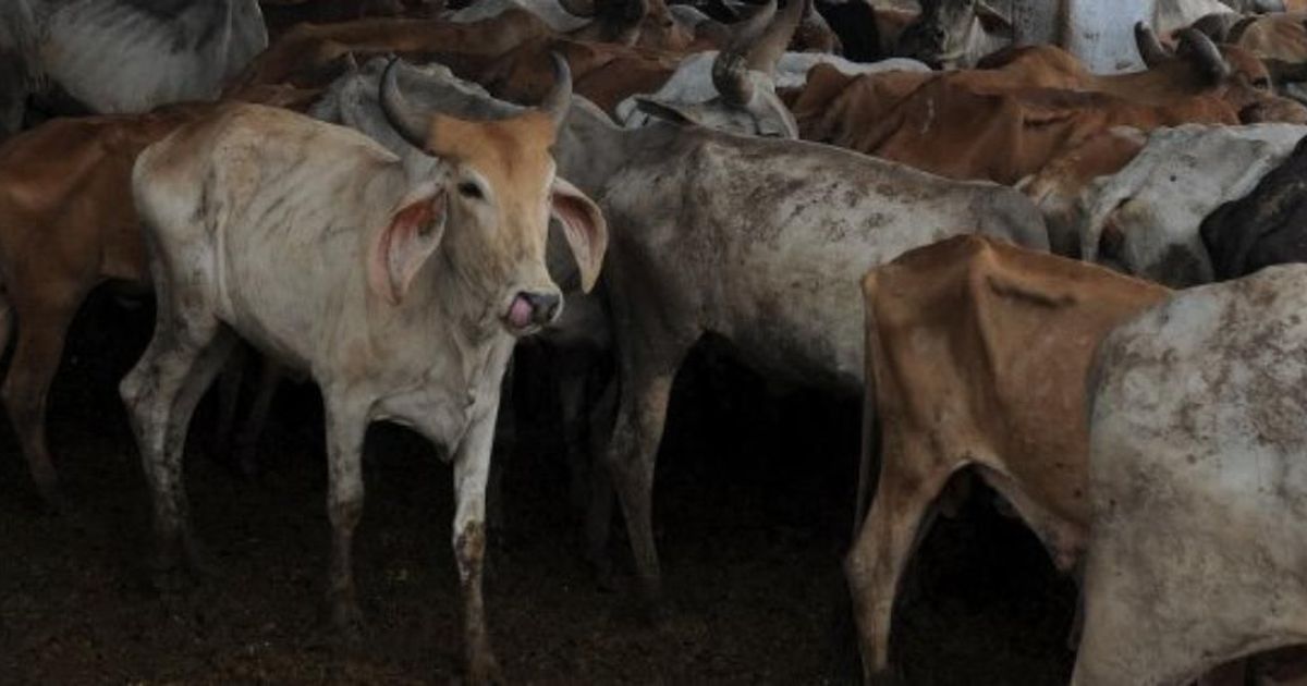 Possession of skin of dead cattle not an offence, says Bombay HC