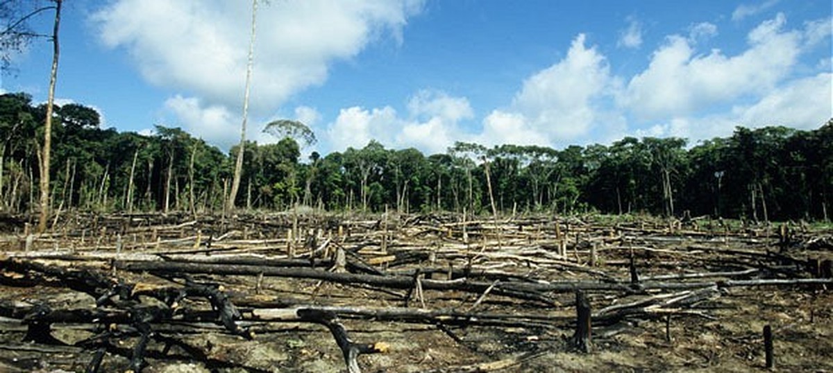 just-6-of-funds-to-repair-destroyed-forests-have-been-used-and-that