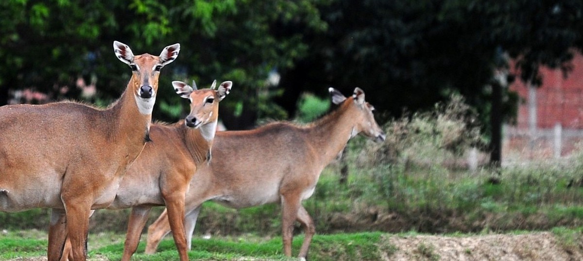 Supreme Court refuses to stay culling of nilgai, other animals across northern states