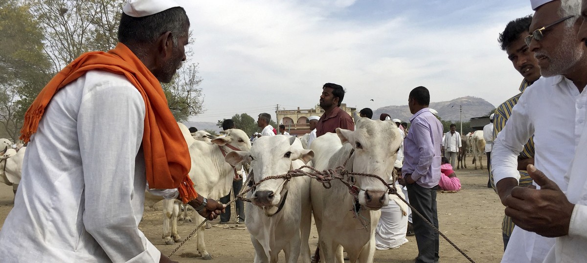 Eid: Meat sold in Haryana's Mewat will be checked by police after 'beef biryani' rumours crop up