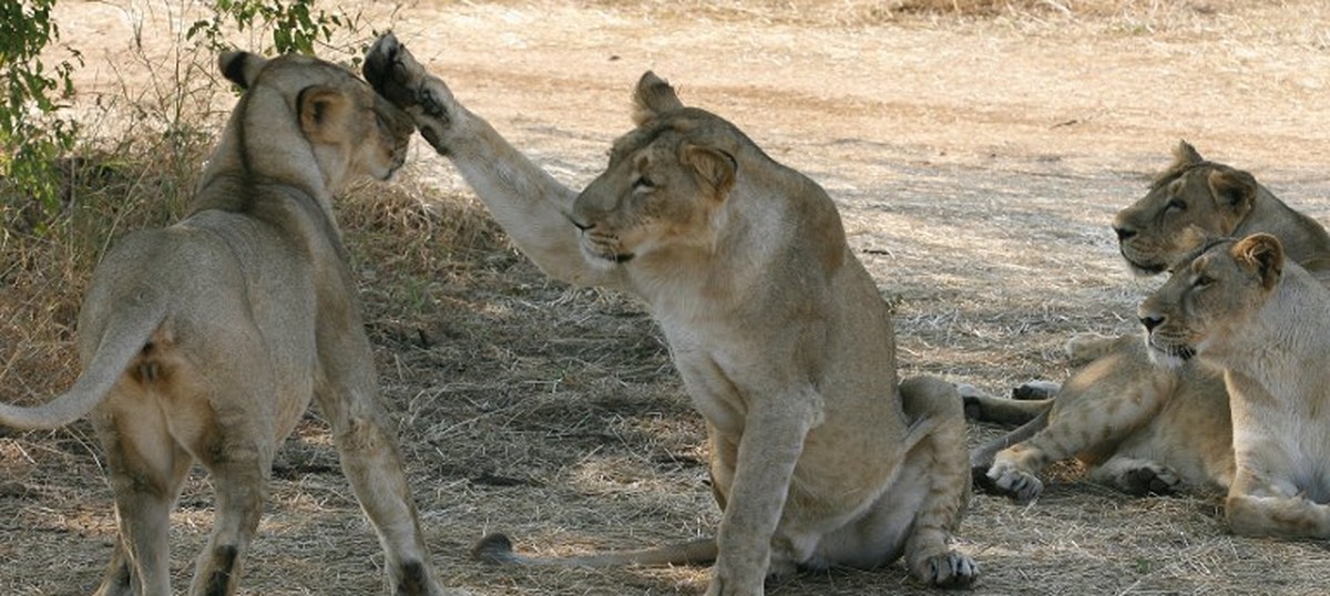 Gujarat: Supreme Court asks Centre to look into lion deaths in Gir