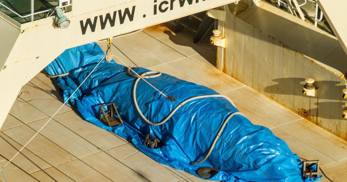 Japan kills 177 whales to ‘study’ if commercially hunting them is sustainable