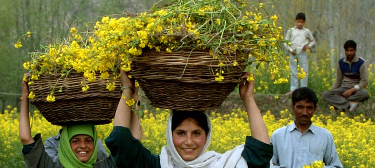 Centre says it will decide on launching GM mustard for commercial use in a month