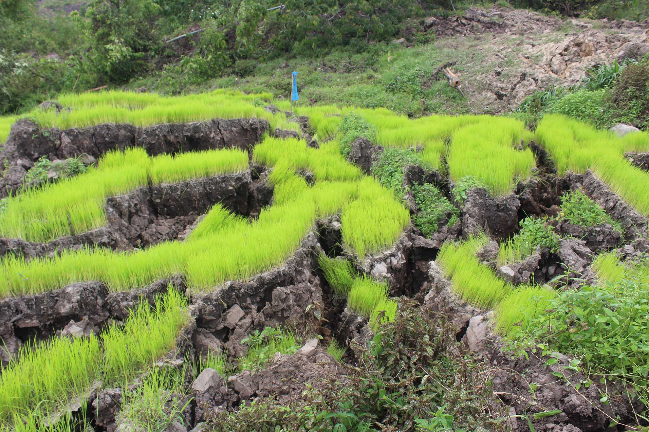 Angry cracks run split apart paddy fields.