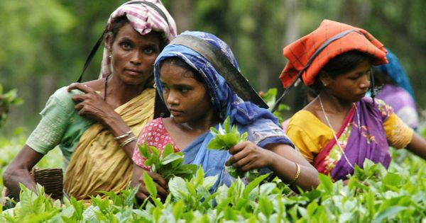 'Everyone wants to leave but they can't': The lives of the Bagania, tea plantation workers in Assam - Vimarsana News