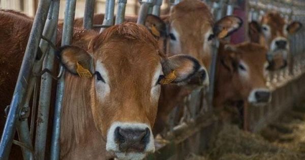 एक तकनीक जो देश में खाने की बर्बादी घटाने और दूध का उत्पादन बढ़ाने की नई राह दिखाती है