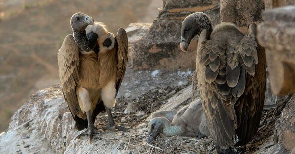 Vulture Population Declines in Telangana's Kaghaznagar Forest Division