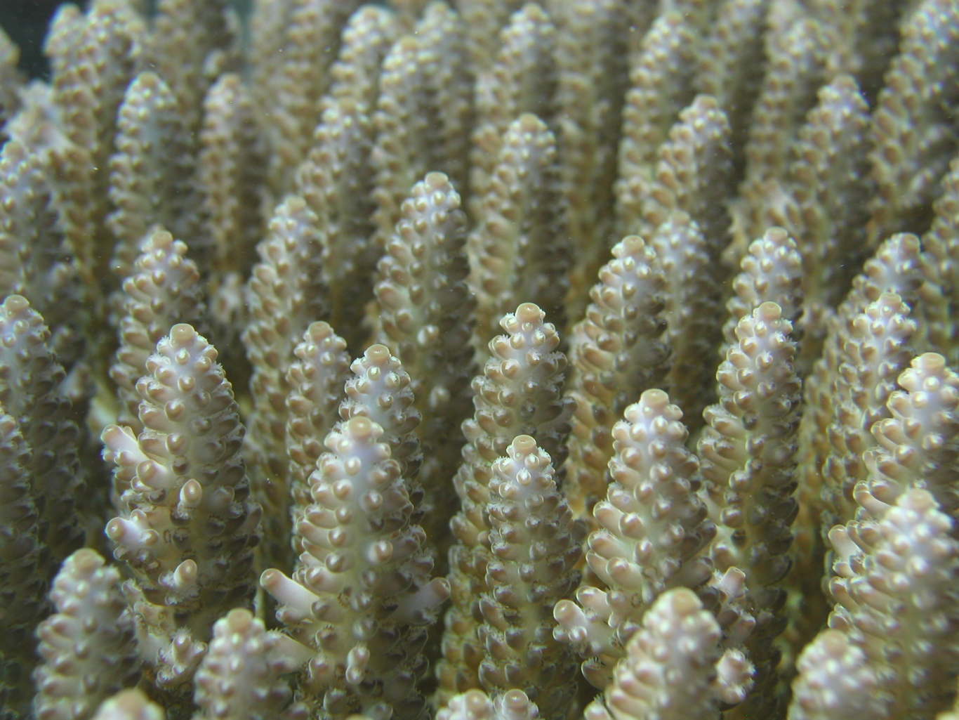 Before bleaching… Justin Marshall/coralwatch.org Before bleaching… Justin Marshall/coralwatch.org