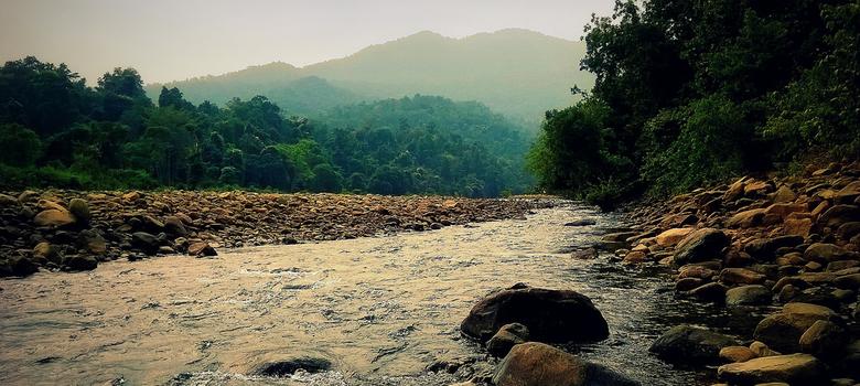 India’s overall forest and tree cover increases by 1% since 2015, says report