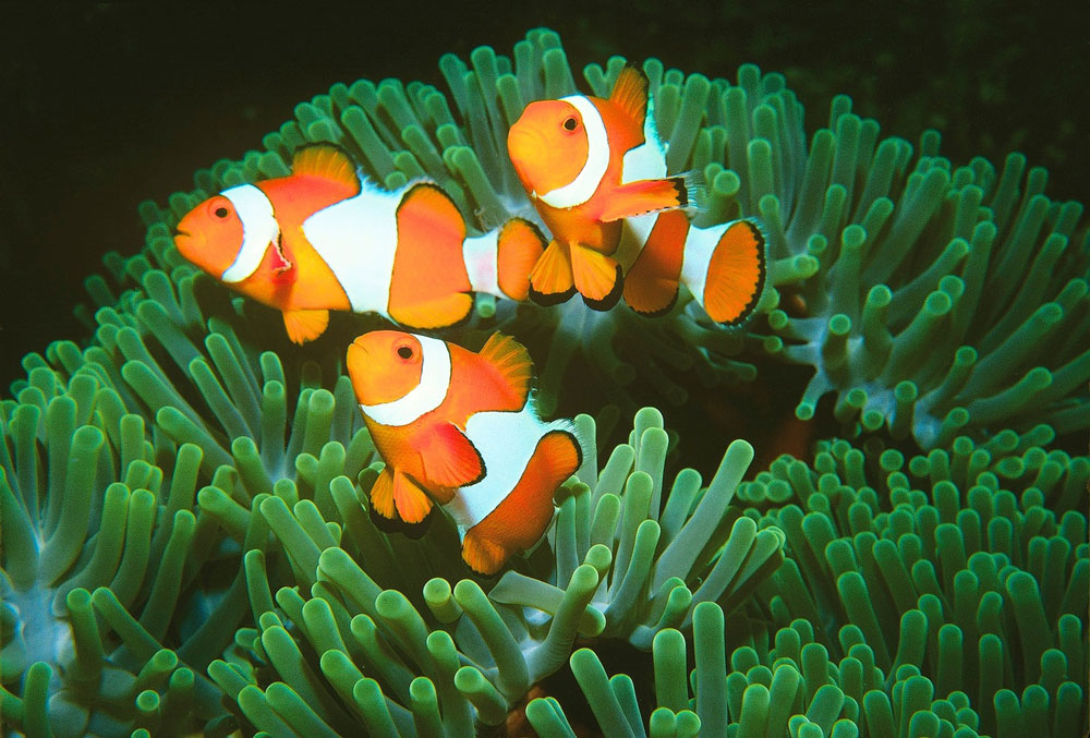 Before: fish living on a healthy anemone.Justin Marshall/coralwatch.org. Before: fish living on a healthy anemone.Justin Marshall/coralwatch.org.