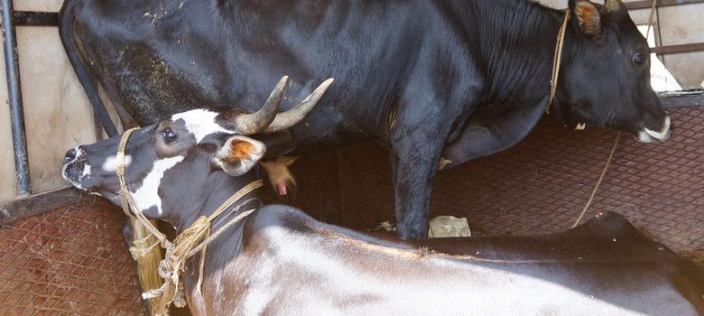 BJP says a UP-style beef ban won't be imposed in poll-bound North-East: HT report