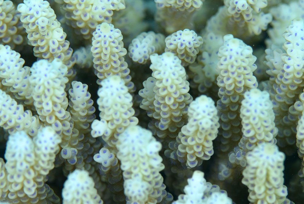 …during… Justin Marshall/coralwatch.org …during… Justin Marshall/coralwatch.org