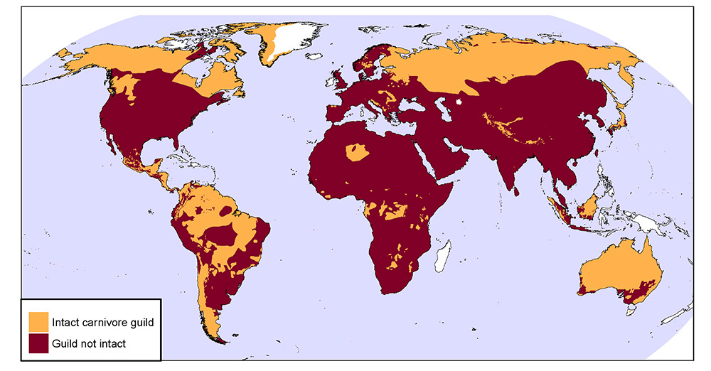 Regions of the world with intact or no longer intact large carnivore guilds (one or more species). Note that regions with high historic large carnivore richness (like Southeast Asia) seldom have intact guilds. Altogether, intact guilds make up 34% of the world's land area while 96% of land (excluding Antarctica) once contained one or more large carnivores.