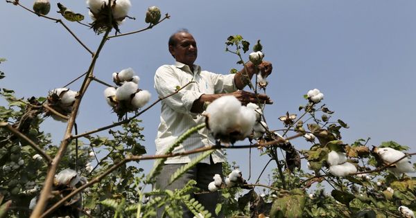 Hyderabad-based firm can continue to use Monsanto's Bt cotton technology, rules Delhi High Court - Scroll.in