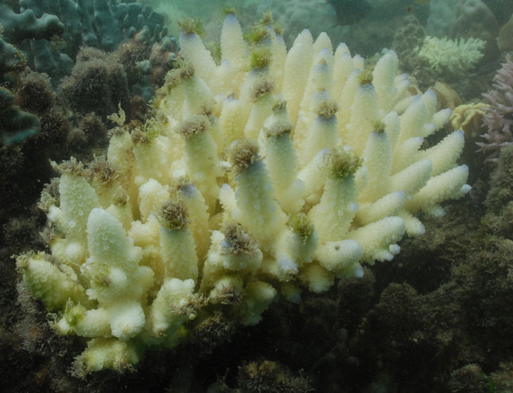 Algae growing on coral tips. Justin Marshall/coralwatch.org Algae growing on coral tips. Justin Marshall/coralwatch.org