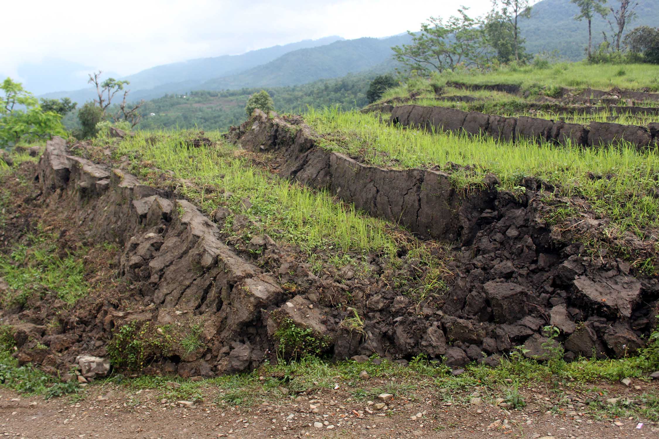 Sinking paddy fields in Kalikhola village.