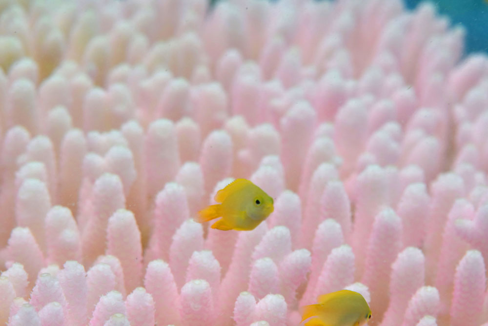 Pink-tinged bleaching. Justin Marshall/coralwatch.org Pink-tinged bleaching. Justin Marshall/coralwatch.org