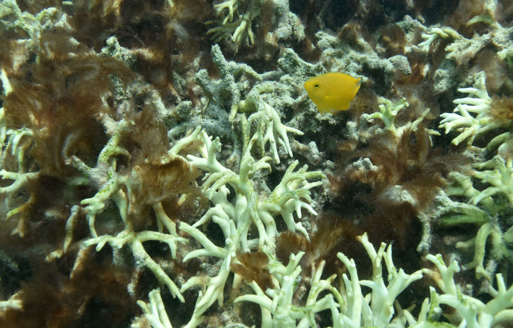 Non-symbiotic algae begin to take hold. Justin Marshall/coralwatch.org Non-symbiotic algae begin to take hold. Justin Marshall/coralwatch.org