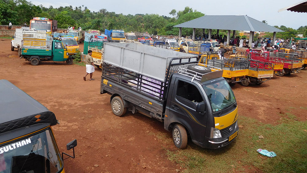 Keralas Popular Chelari Weekly Cattle Market Reels Under