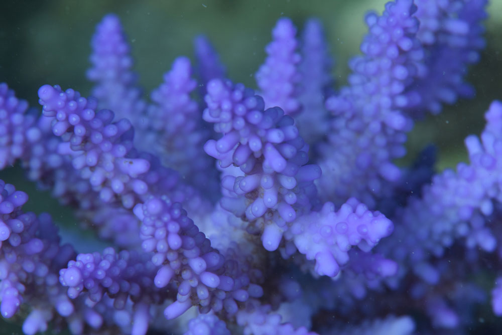 Bleached corals glow a striking shade of purple. Justin Marshall/coralwatch.org, Bleached corals glow a striking shade of purple. Justin Marshall/coralwatch.org,