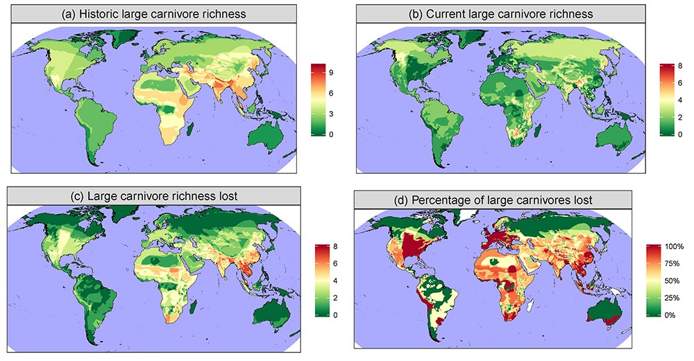 Composite range contractions maps based on all 25 large carnivores. Variables shown are (a) historic species richness, (b) current species richness, (c) their difference (i.e. lost species richness) and (d) the percentage of species lost.