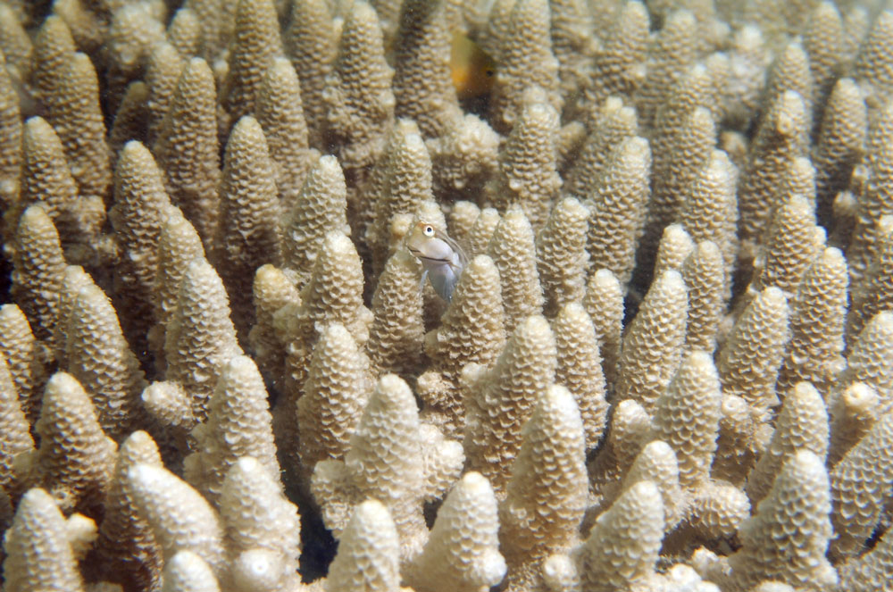 A blenny on the reef. Justin Marshall/coralwatch.org, Author provided A blenny on the reef. Justin Marshall/coralwatch.org, Author provided